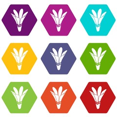 Nature flower icons 9 set coloful isolated on white for web