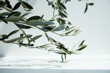 Fototapeten close up view of olive branches over white surface with shadow of leaves © LIGHTFIELD STUDIOS