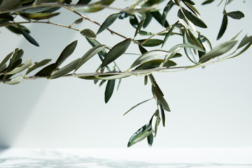 close up view of olive branches in front of white wall with shadow