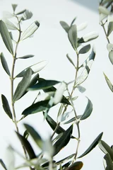 Fototapeten close up view of leaves of olive branches in front of white wall © LIGHTFIELD STUDIOS