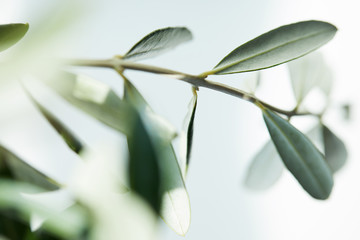 close up shot of leaves of olive branch on blurred background