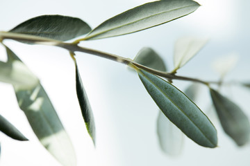 closeup image of leaves of olive branch on blurred background