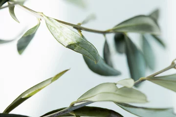 Fototapeten close up view of leaves of olive branch on blurred background © LIGHTFIELD STUDIOS