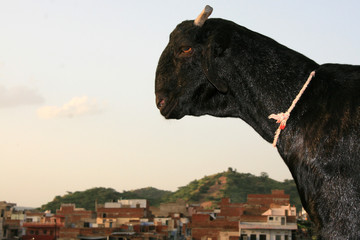 Temple of the Sun, Jaipur, India