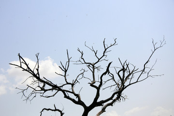 Keoladeo National Park, India