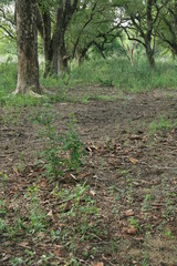 Keoladeo National Park, Agra, India