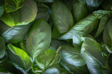 Fototapeta na wymiar background, green basil leaves