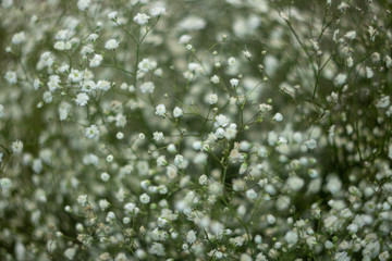 defocus. white wild flowers for decoration. background.