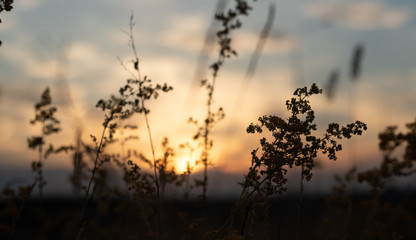 defocus, field grass on evening sky background, sunset
