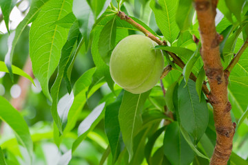 初夏の桃畑　青い実　緑の若い実