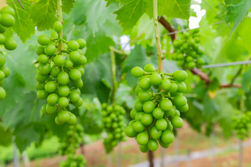 初夏のぶどう畑　色づく前の碧いぶどう
