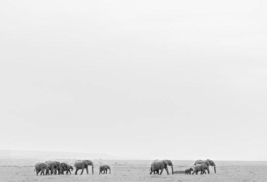 Herd of elephants in black and white