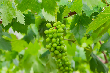 初夏のぶどう畑　色づく前の碧いぶどう