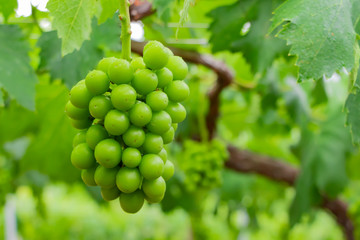 初夏のぶどう畑　色づく前の碧いぶどう