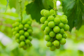 初夏のぶどう畑　色づく前の碧いぶどう