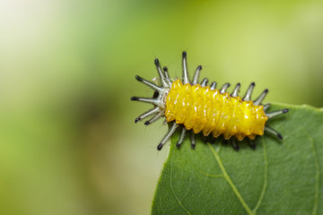 Image of an amber caterpillar on green leaf. Insect. Animal.