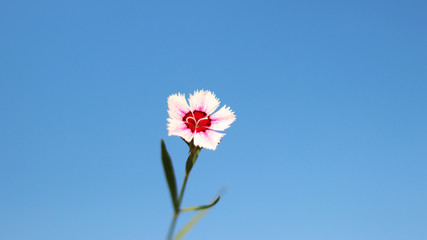 Rainbow pink flower for sky background