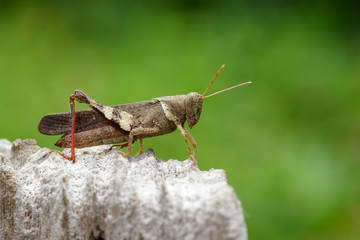 Image of Brown grasshopper (Apalacris varicornis) on stump. Insect. Animal.