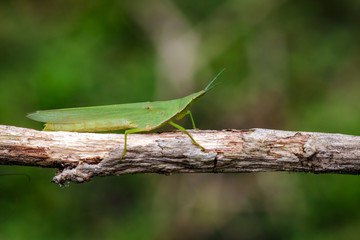 Image of Mediterranean Slant-faced Grasshopper (Acrida ungarica) on a brown branch. Insect. Animal
