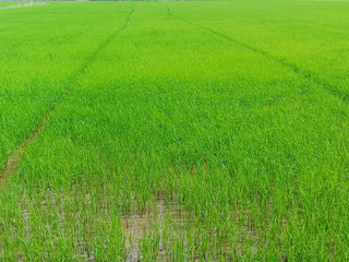 Fototapeta premium Rice field for green background,copy space.