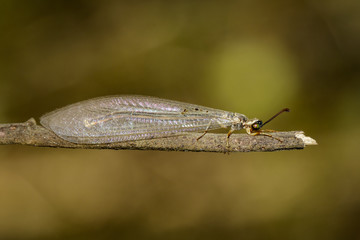 Image of an antlion on branch on a natural background. Insect, Animal.