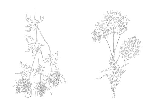 Thistle and haber