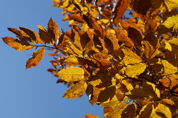 Golden autumn leaves and blue sky