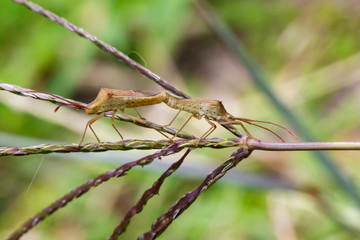 Image of Cletus rusticus Bug(Hemiptera) Mating on nature background. Insect. Animal