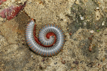 Image of millipede on the ground. Insect. Animal.