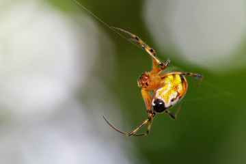 Image of an opadometa fastigata spiders(Pear-Shaped Leucauge) on the spider web. Insect Animal