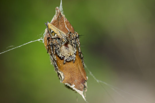Image of brown lynx spider with its babies on nest. Insect. Animal.