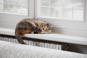 Curled up cat naps above radiator with dangling tail in winter day