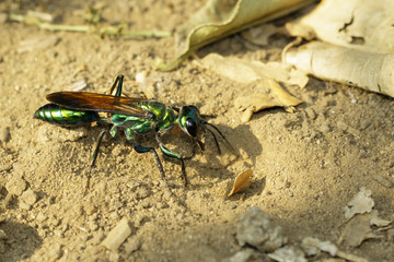 Image of Jewel Wasp or Emerald cockroach wasp (Ampulex compressa) on the ground. Insect. Animal.