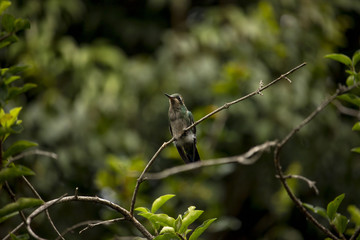  Hummingbird