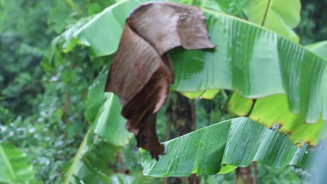 Heavy rain falling on banana leaves ,rainy season
