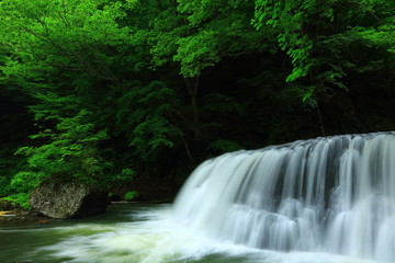 Fototapeta na wymiar 葛丸渓流　新緑の一の滝