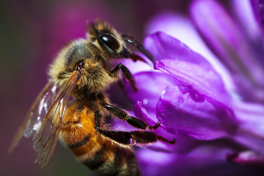 Honeybee