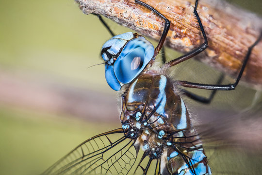 Blue Eyed Darner