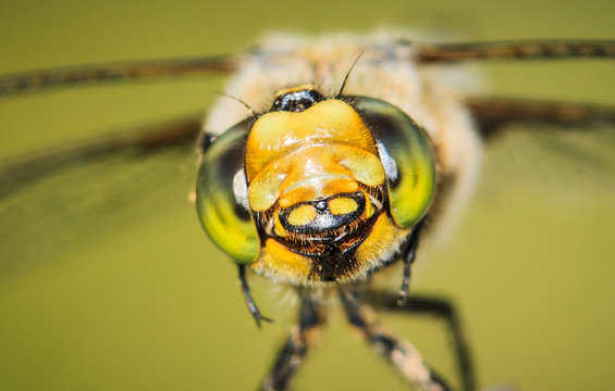 Smiling Dragonfly :)