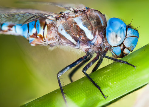 Blue Darner
