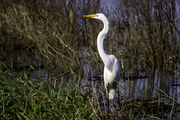 Egret in the Sun