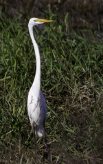 Egret Standing Tall