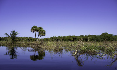 Lower Myakka River