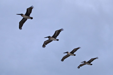 Pelicans