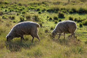 Fototapeta na wymiar ovelha no pasto 