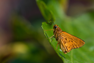 A skipper butterfly sticking out her proboscis while standing on the leaf.