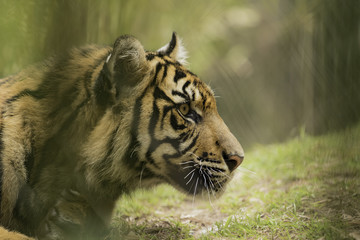 Tiger in Oklahoma City Zoo