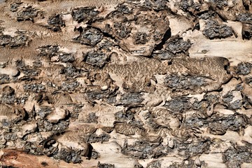 Bark from tree