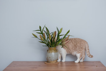 British Short hair Cat Hiding Behind Lily Flowers