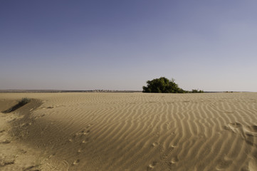Fototapeta na wymiar An Oasis on the Horizon of the Thar Desert, India